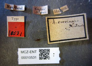 Media type: image;   Entomology 10531 Aspect: labels
